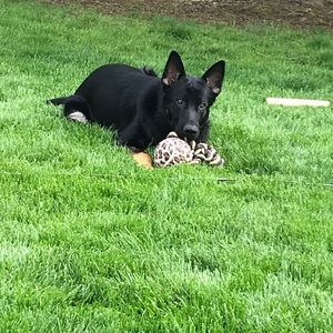 Meet your Posher, Max